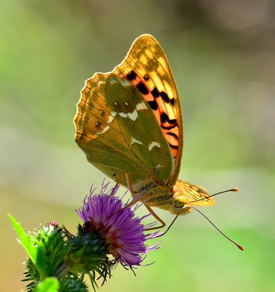 Il Velebit e le sue farfalle